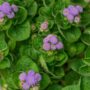 Ageratum – Bumble Bee Blue – 4.5″ Pot